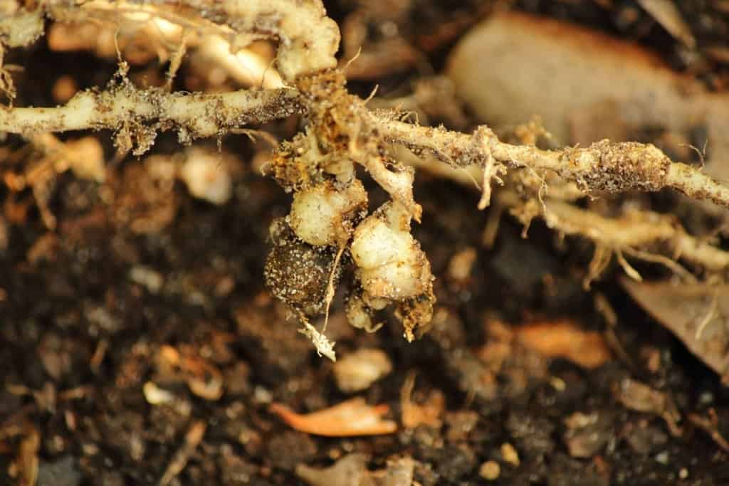 nematoide-das-galhas
