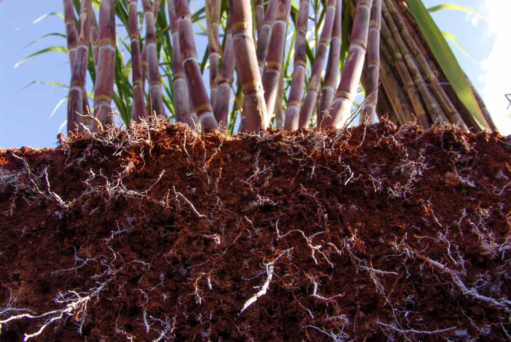 nematoides-na-cana-de-açúcar
