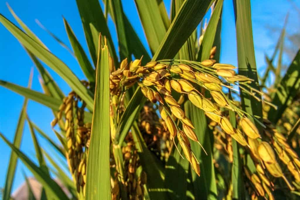 Ihara apresenta soluções para o cultivo do arroz e soja