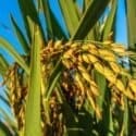 cultivo-de-arroz