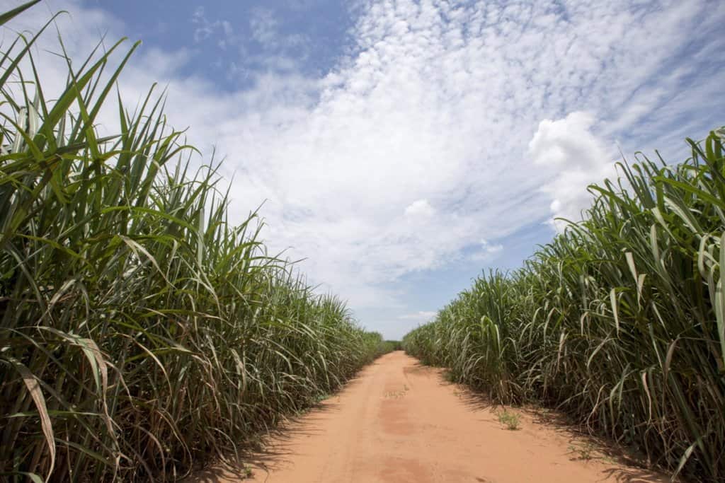 plantação de cana-de-açúcar