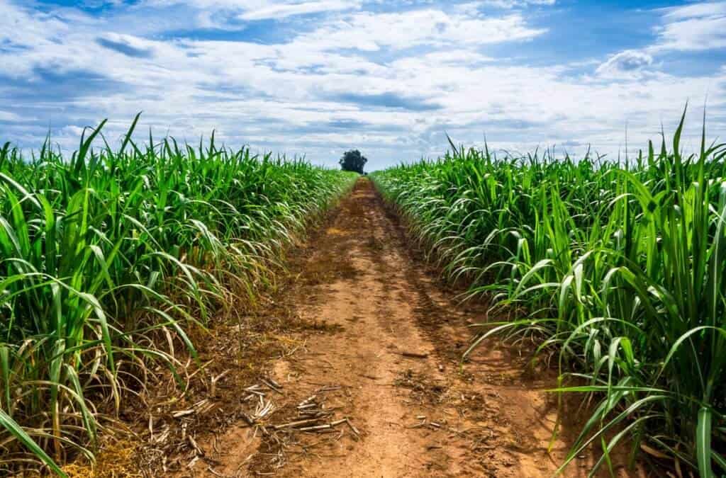 soqueira-cana-de-açúcar