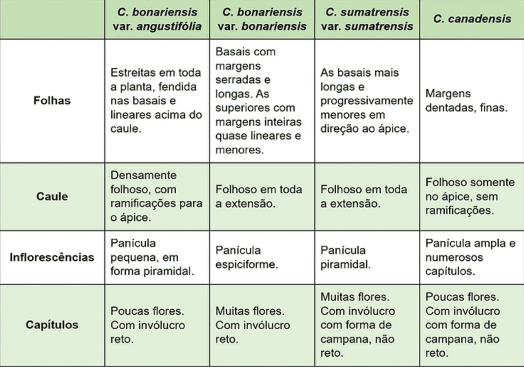 tabela com diferenças entre espécies de buva