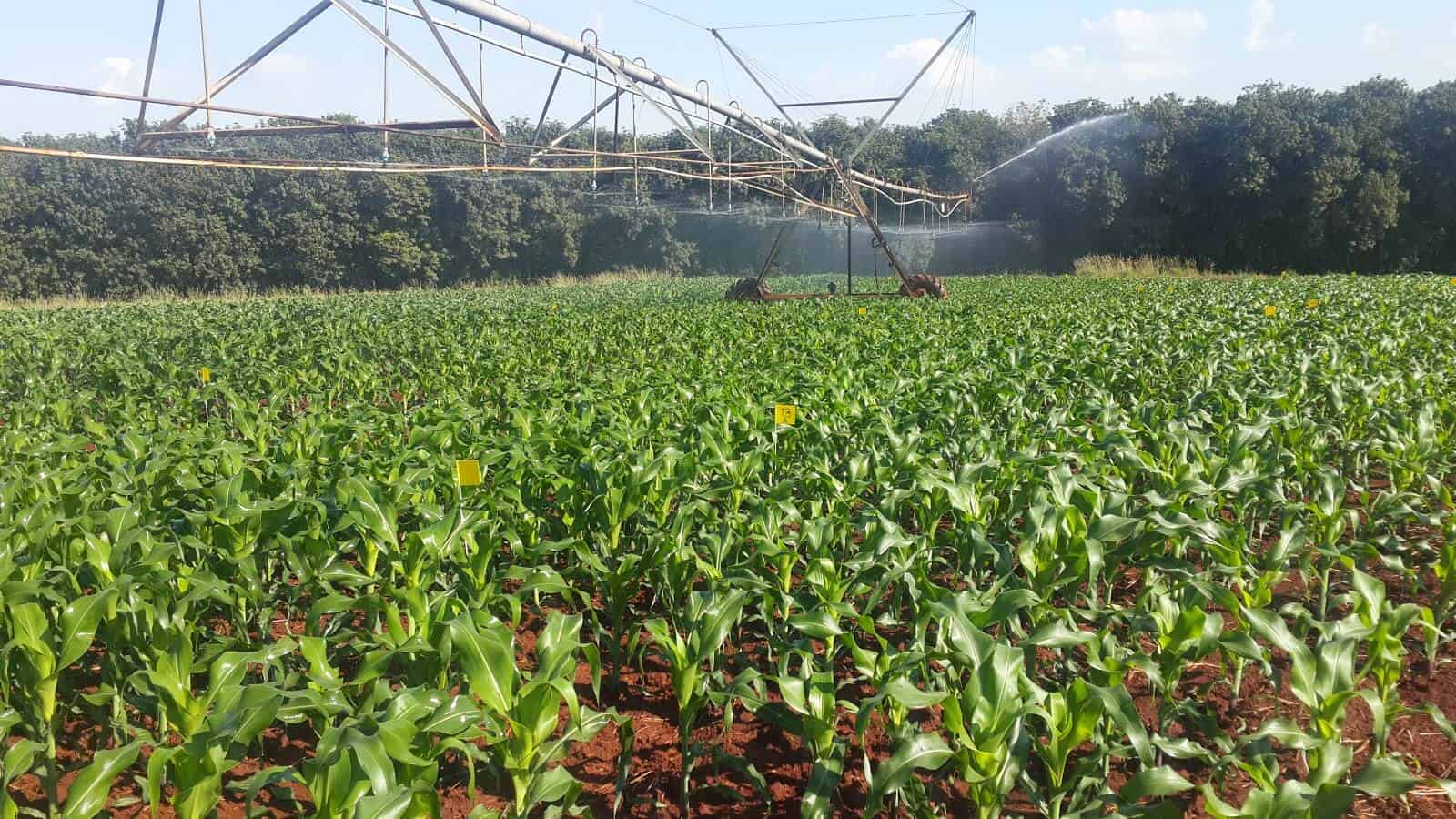 plantação de milho irrigado