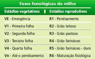 ciclo do milho safrinha