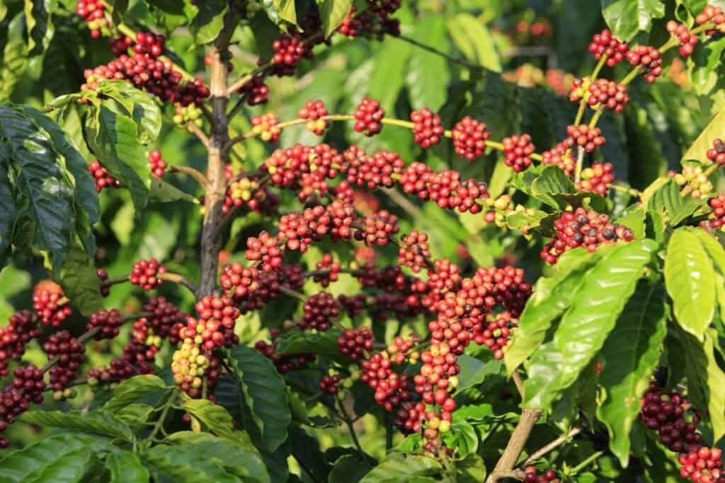 cafezal