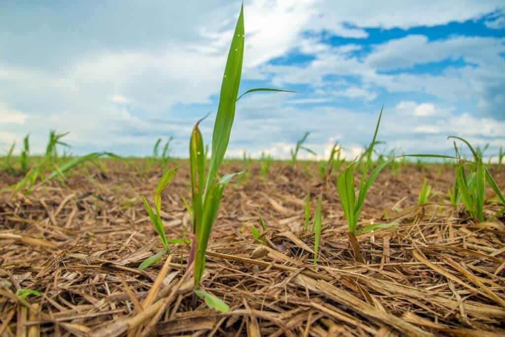 como plantar cana-de-açúcar