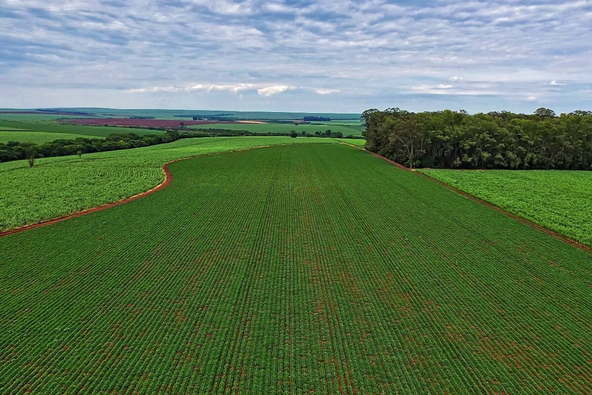 perspectivas agronegócio brasileiro 2019