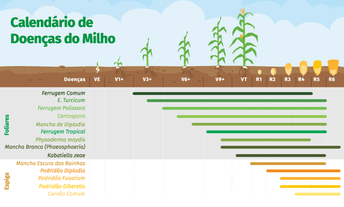doenças na cultura do milho