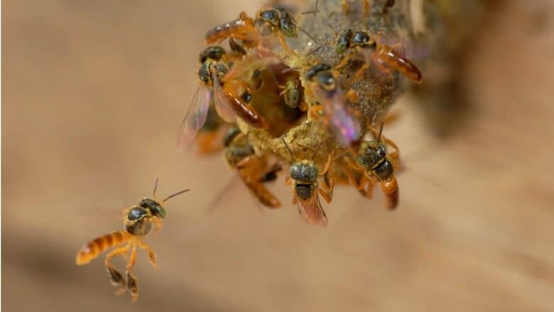 importância das abelhas na agricultura