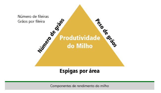 Componentes de rendimento do milho