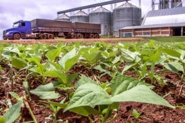 Agronegócio No Brasil: Saiba Como Está O Setor E O Que Esperar