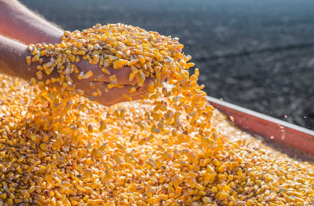 colheita do milho
