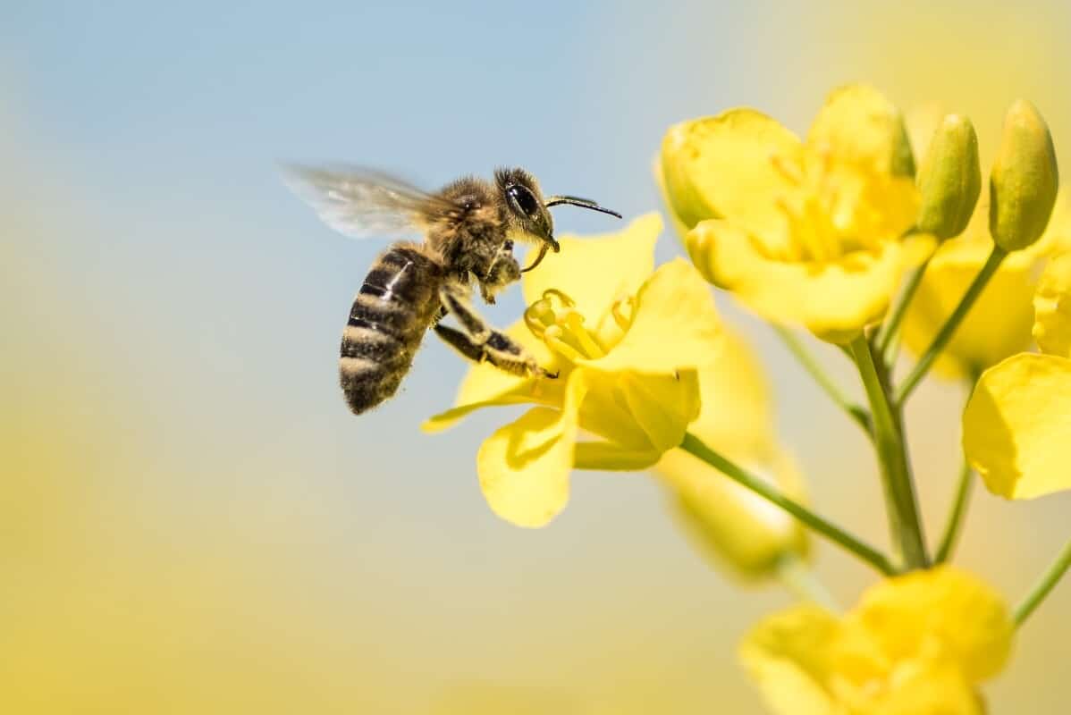 importância das abelhas na agricultura
