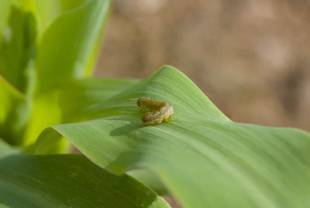 lagarta-do-cartucho do milho