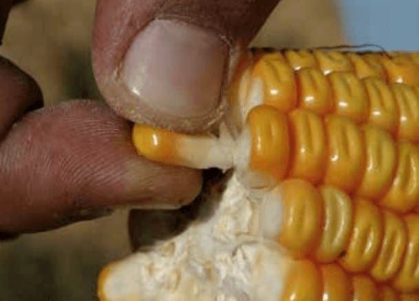 umidade do milho para colheita