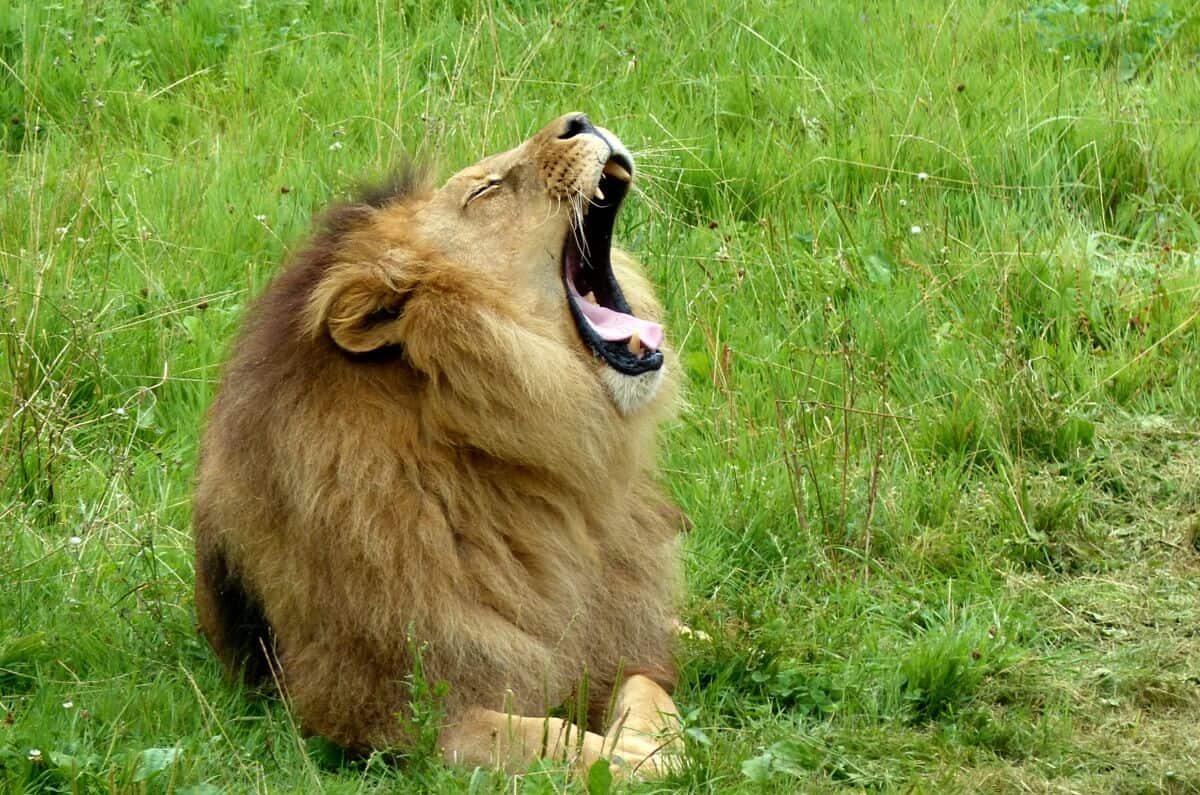imposto de renda atrasada - foto de um leão rugindo