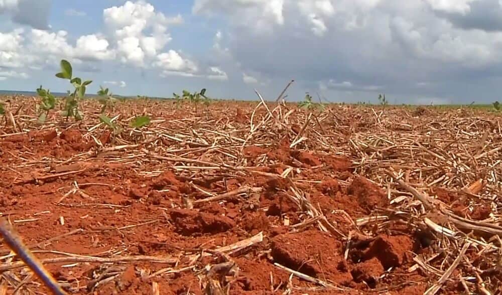 área de plantio