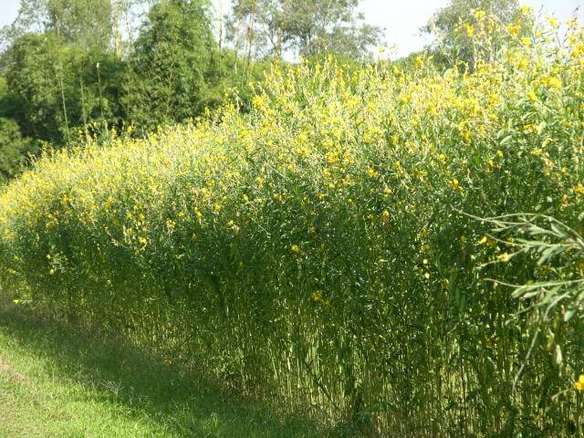 crotalaria juncea