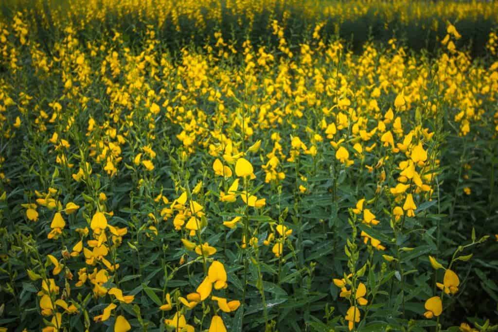 como a crotalaria controla nematoides