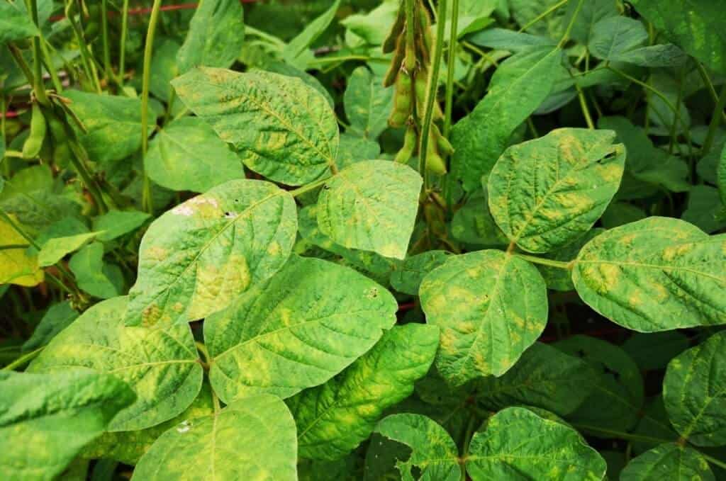 boro nas plantas