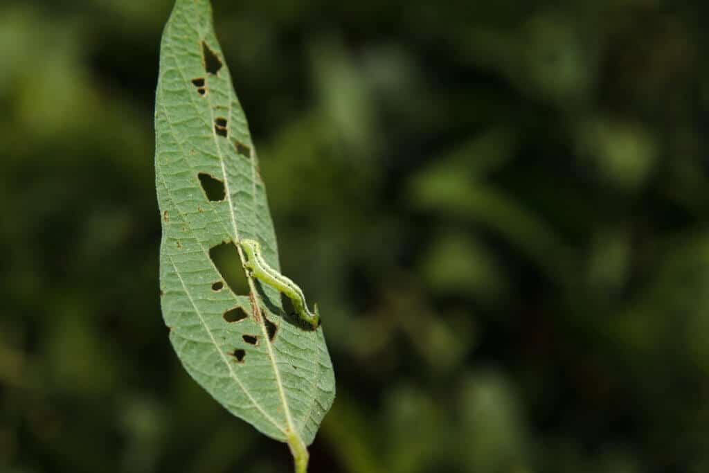 falsa-medideira