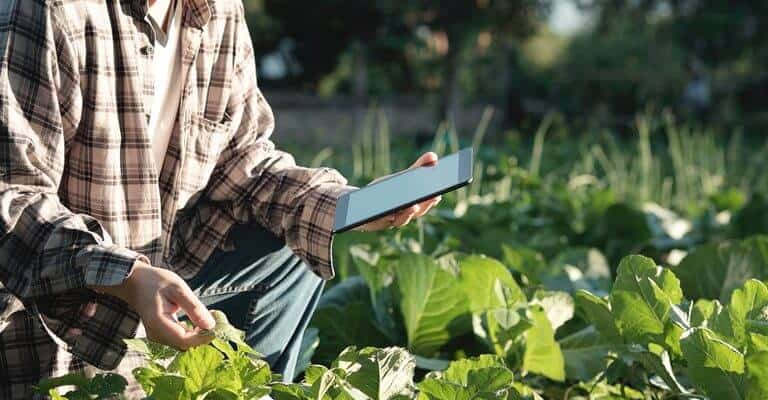 foto de um agricultor, com camisa xadrez larga, no meio de uma plantação segurando um celular