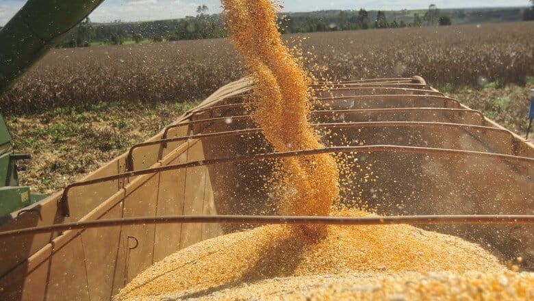 produção de milho 2019