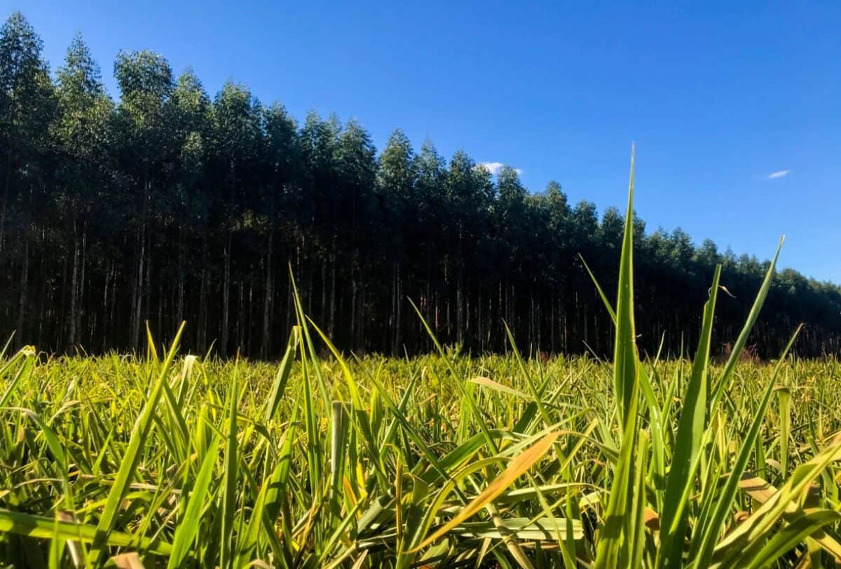 Brachiaria Ruziziensis: Como Essa Forrageira Ajuda Na Agricultura