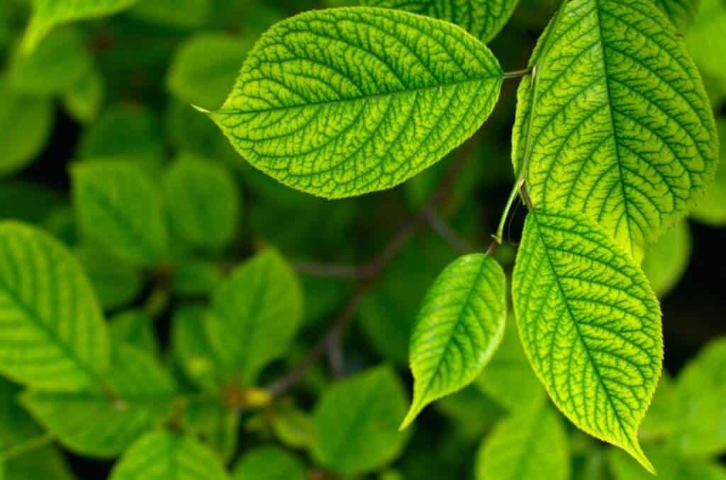 micronutrientes