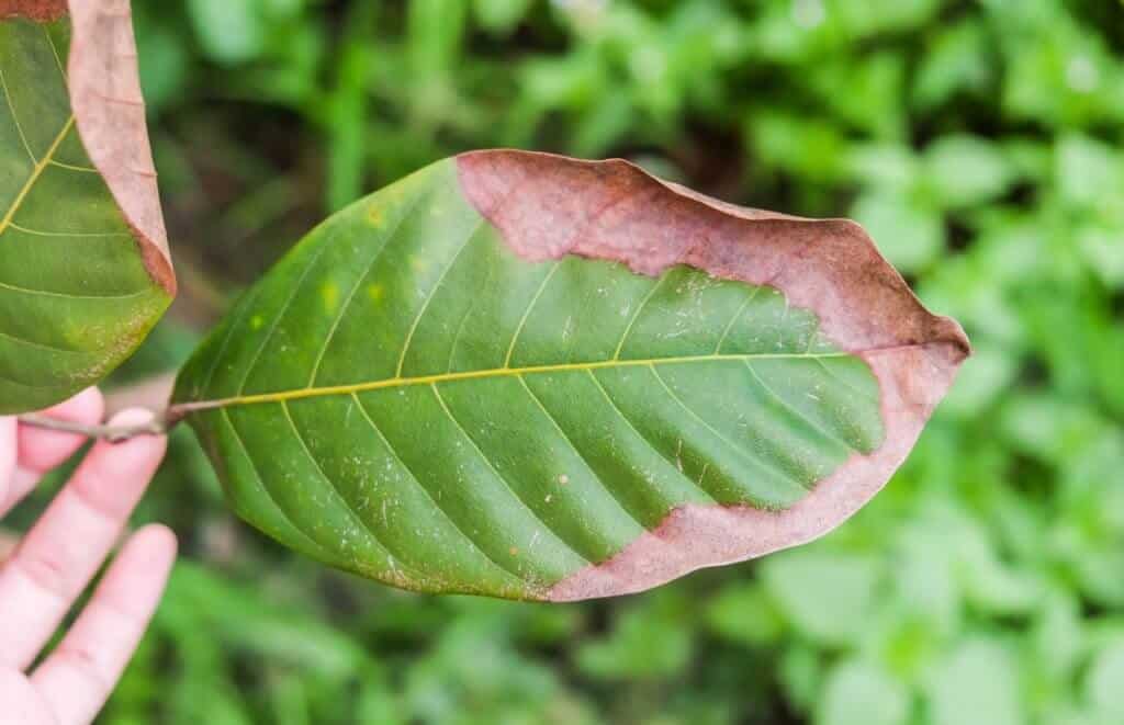 potássio nas plantas