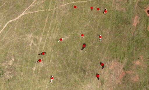 contagem e localização de animais com drones