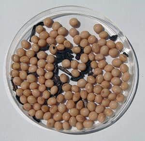 sementes de soja com escleródio