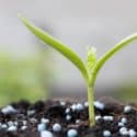 fertilizantes para plantas
