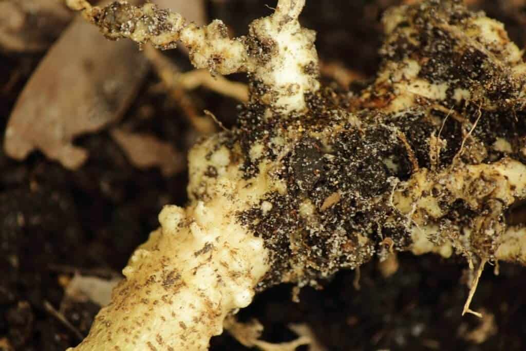 nematoide de cisto