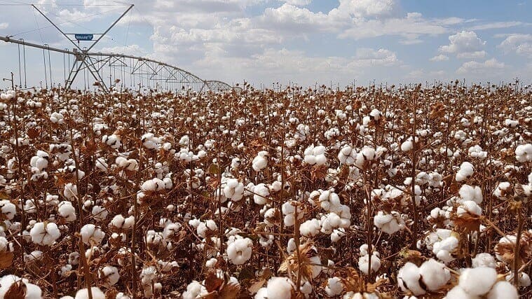produção de algodão