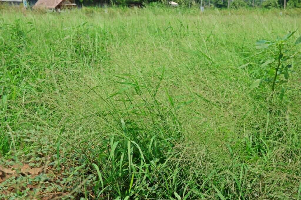 dessecação para plantio de soja