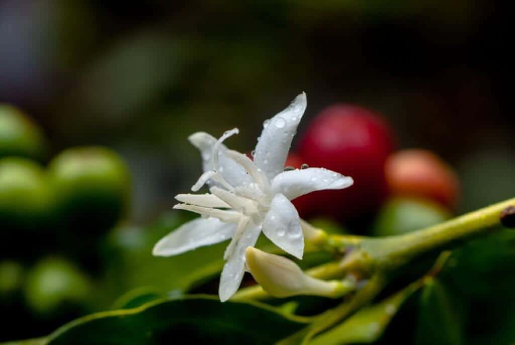 florada do café