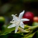 florada do café