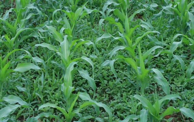 herbicida pre emergente milho