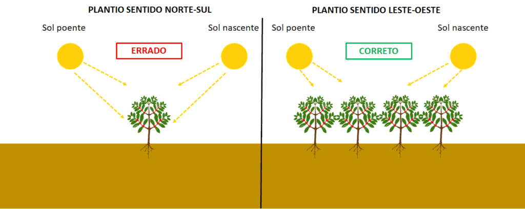 plantio do café