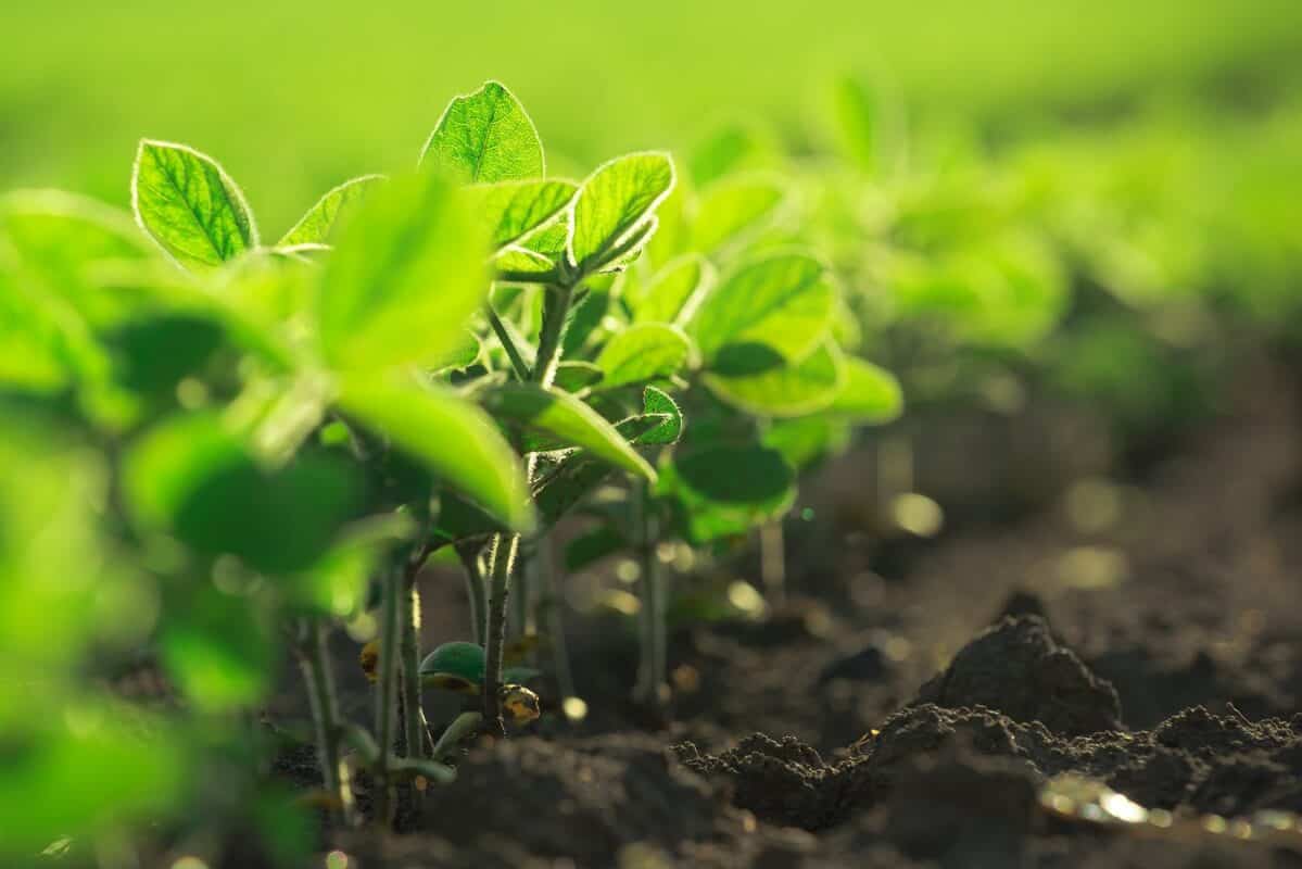 Herbicidas Pré Emergentes na Soja