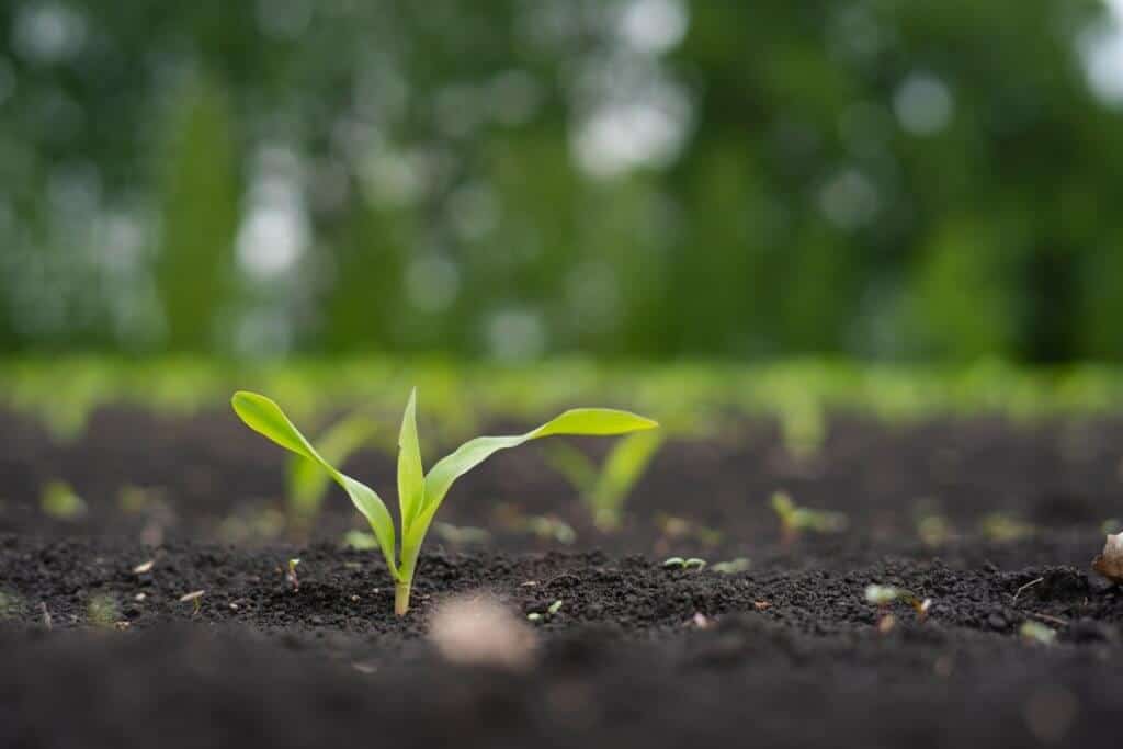 herbicida pré-emergente milho