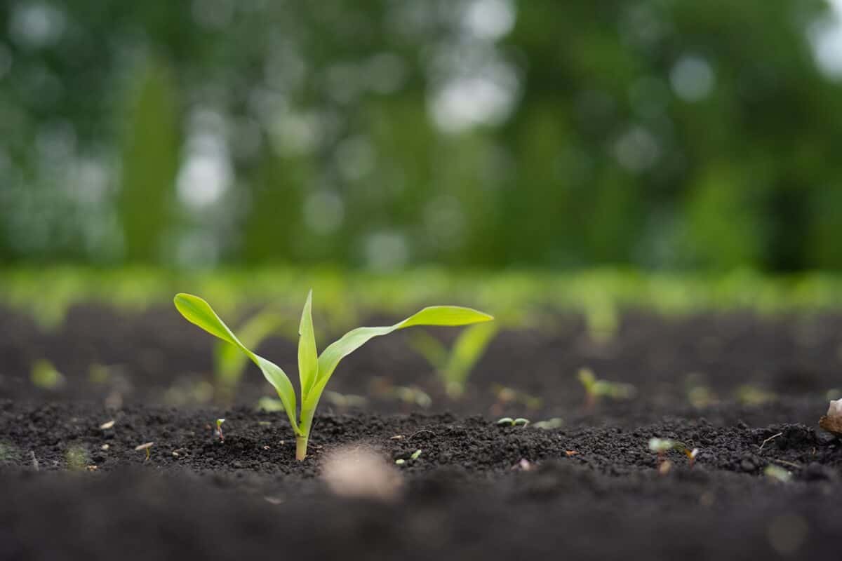 Herbicida pré-emergente Kyojin tira as daninhas da sua plantação!