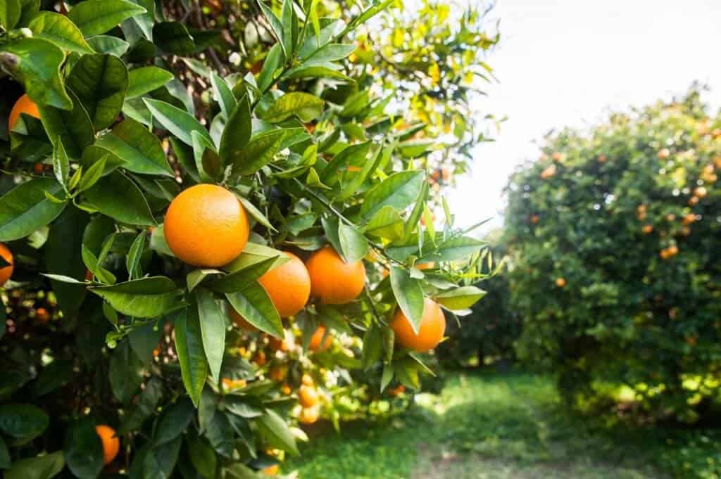 laranja valência
