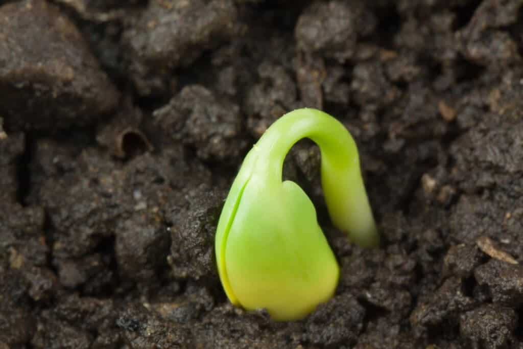plantio da soja