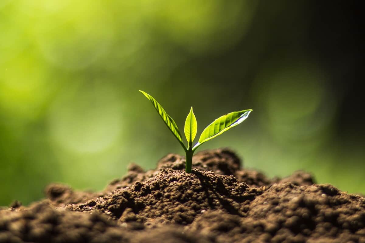 Cultivo do café conilon conquista produtores do Leste de Minas