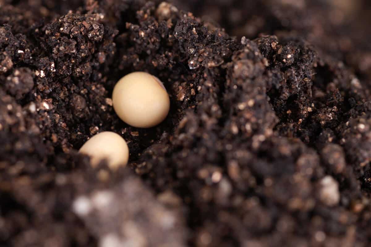 sementes de soja