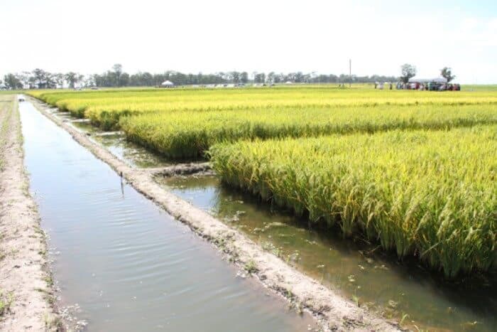 plantio de arroz irrigado