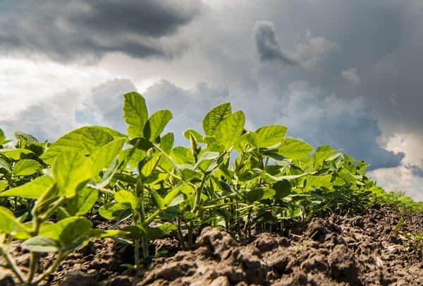 condições climáticas safra 2019/20